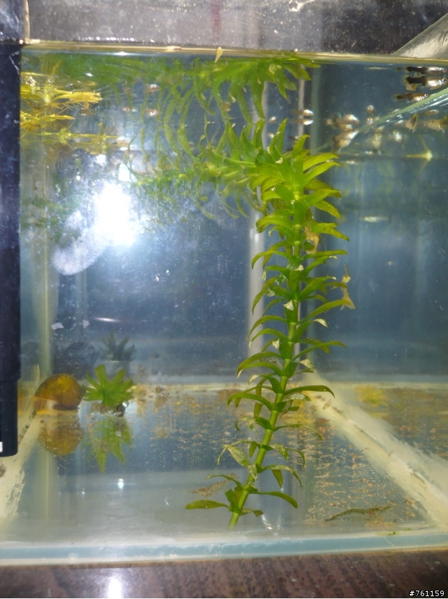 我的水族世界