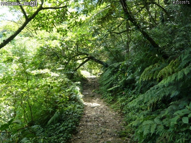 翡翠森林.跨嶺前行