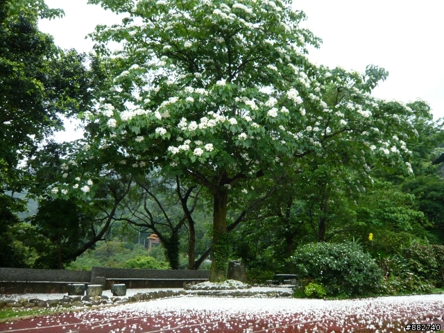 汐碇路+永碇國小賞銅花