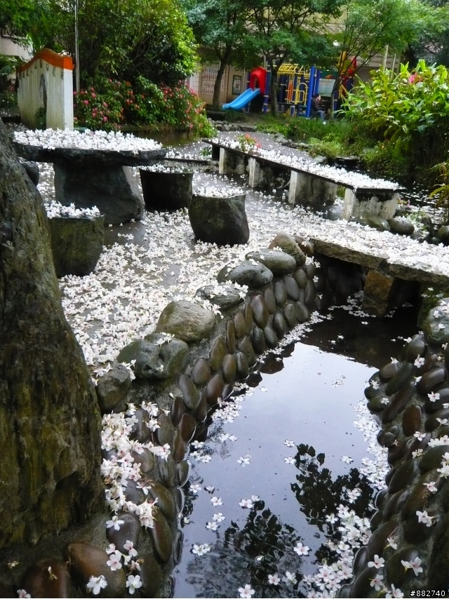 汐碇路+永碇國小賞銅花