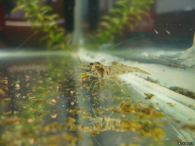 我的水族世界