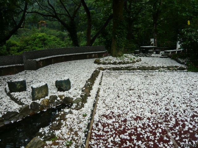 汐碇路+永碇國小賞銅花