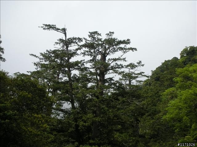 福巴越嶺V .S 巴福越嶺