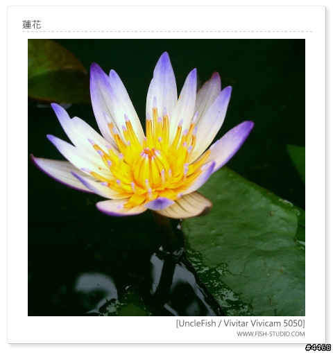 [原創] Vivitar 5050實拍作品分享