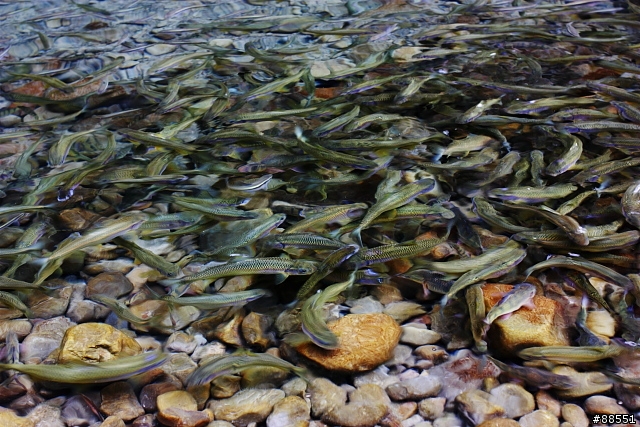 消除水面反光不用偏光鏡!?