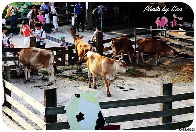 [景點] 飛牛牧場