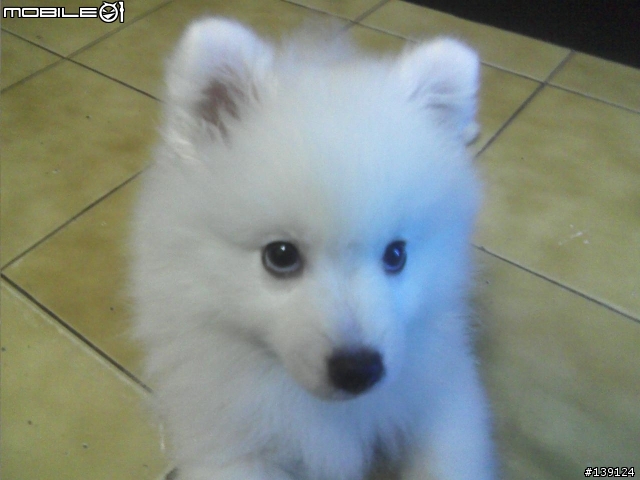 分享漂亮的白色狐狸犬