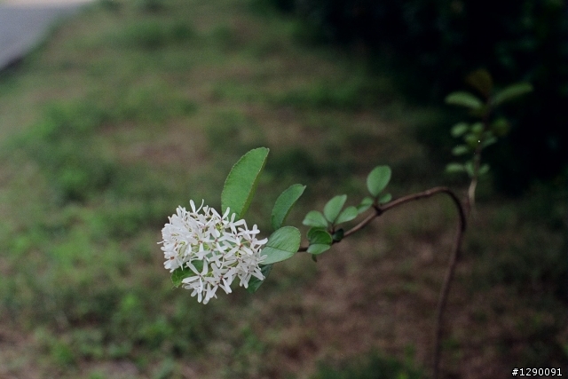 Canon AE-1 拍拍