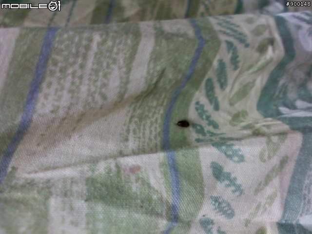 疑惑 居家 這是什麼蟲 在棉被 被單中發現到的怪蟲 圖 Mobile01