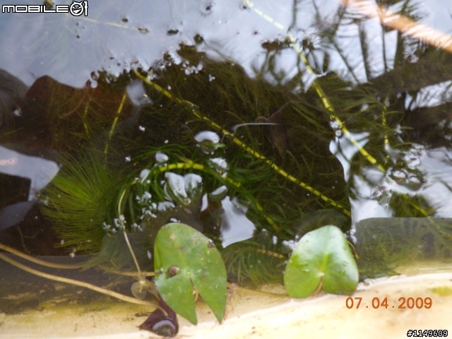 【分享】蓮花苗