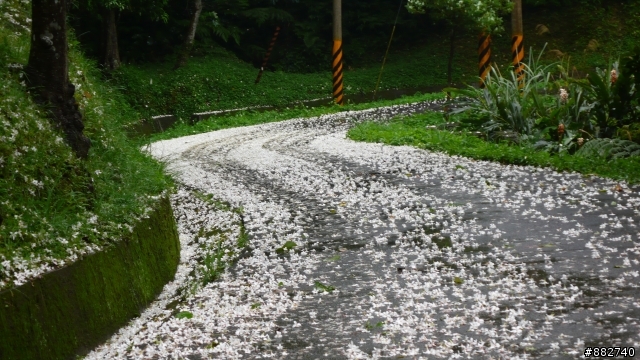 汐碇路+永碇國小賞銅花