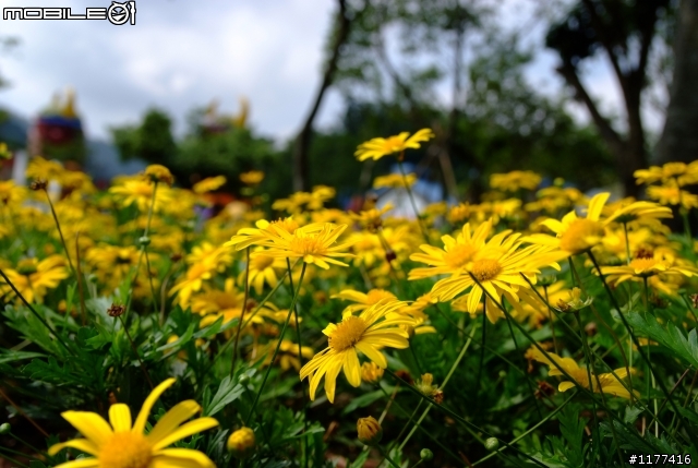 S5 PRO  分享  SIGMA 18-50 F2.8  副場皇鏡 拍的照片  請大家一起來貼圖吧...