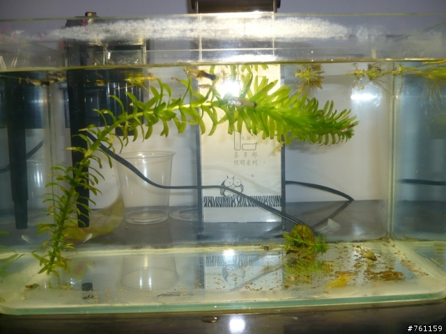 我的水族世界