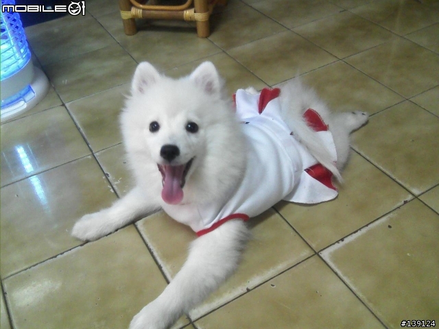 分享漂亮的白色狐狸犬
