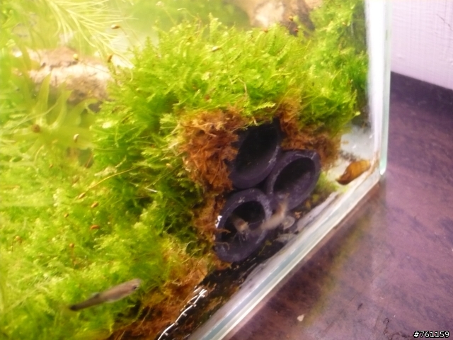 我的水族世界