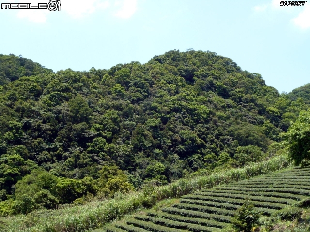 翡翠森林.跨嶺前行