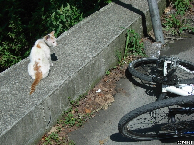 [遊記] 我們攜手騎單車去朝聖~台灣公路之巔-武嶺