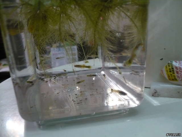 我的水族世界