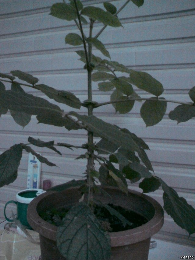 植物種類請教