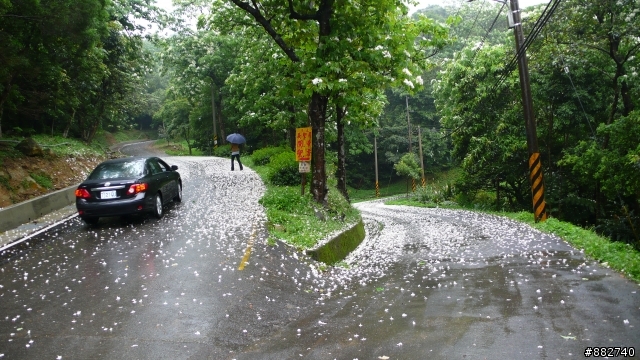 汐碇路+永碇國小賞銅花