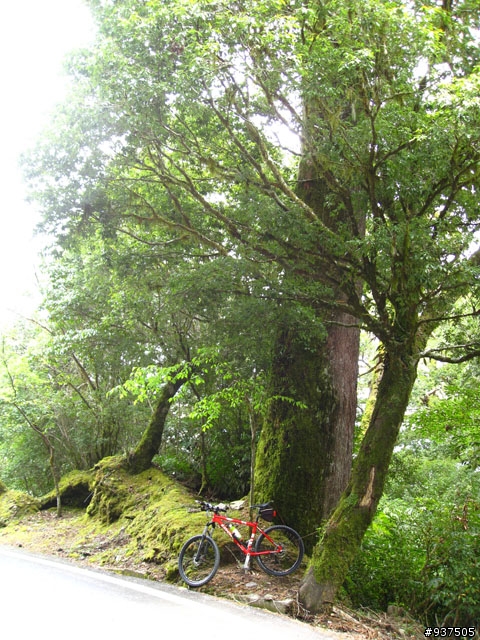 羅東→四季→梨山→大禹嶺→關原→太魯閣→新城→羅東