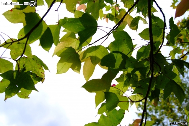 S5 PRO  分享  SIGMA 18-50 F2.8  副場皇鏡 拍的照片  請大家一起來貼圖吧...