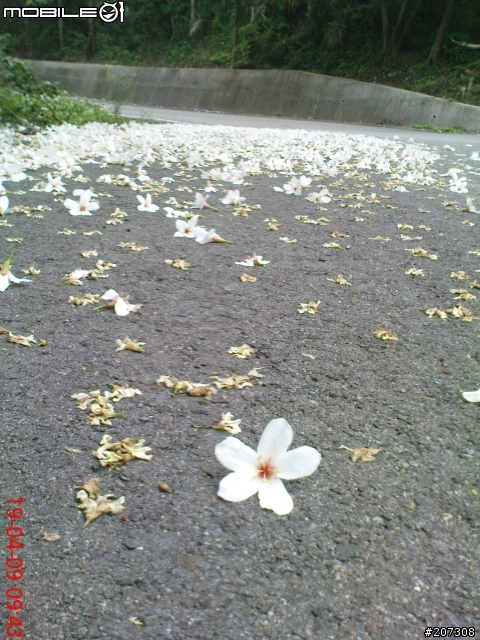 [約騎：相片分享]4/19(日)桐花祭親子單車逍遙遊