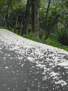汐碇路+永碇國小賞銅花