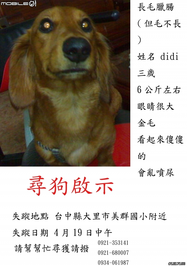 *尋狗*台中縣大里市美群國小附近的一隻長毛臘腸didi