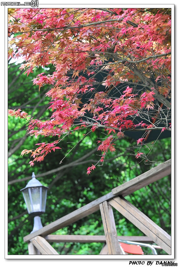 楓紅驚豔--台北奧萬大