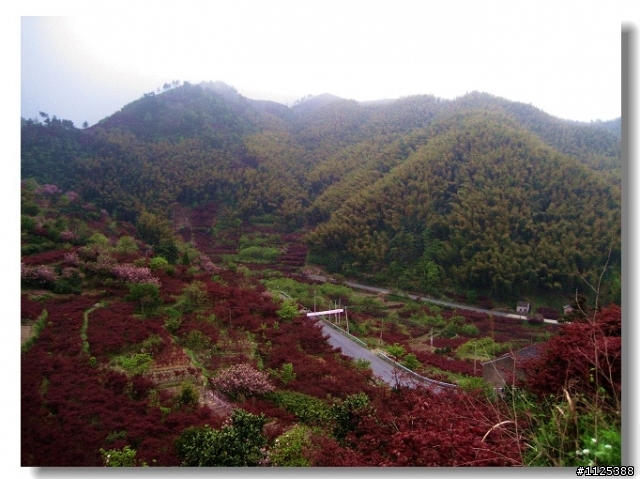 ★★★偷得浮生半日閑—自駕四明山賞櫻記！