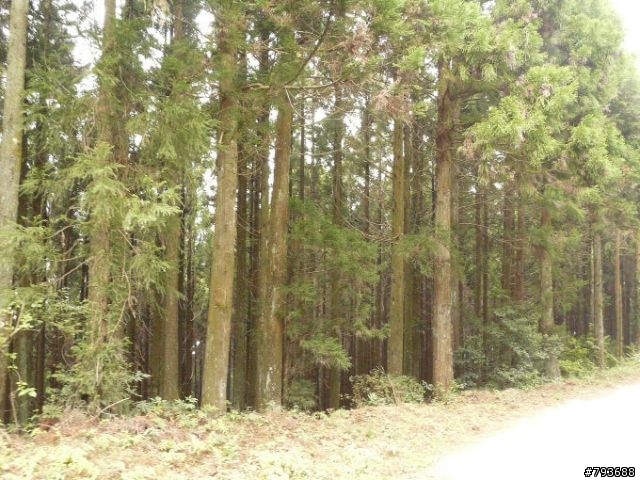 20090411  清泉-觀霧 4+2 七人之旅  照片重新連結完成