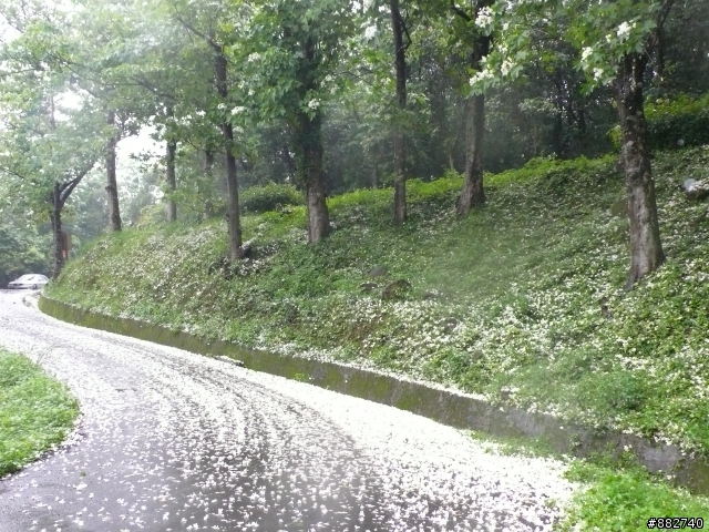 汐碇路+永碇國小賞銅花