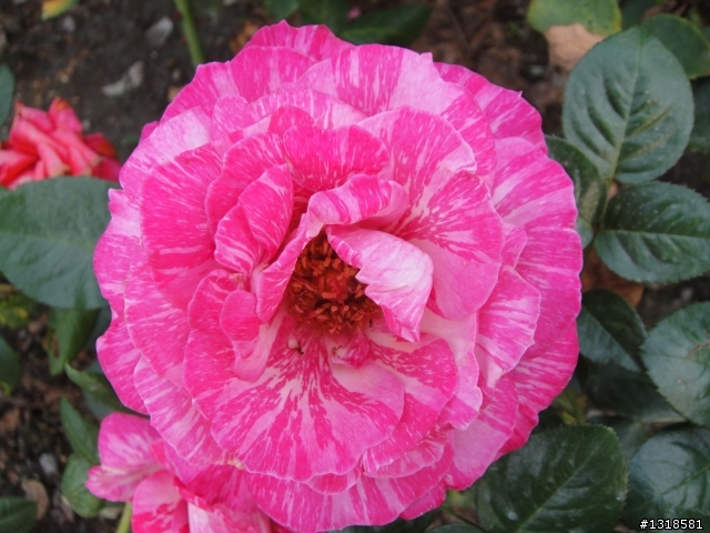 T900 - 用iSCN模式所拍的一些照片