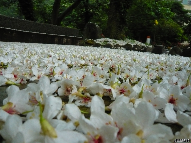 汐碇路+永碇國小賞銅花