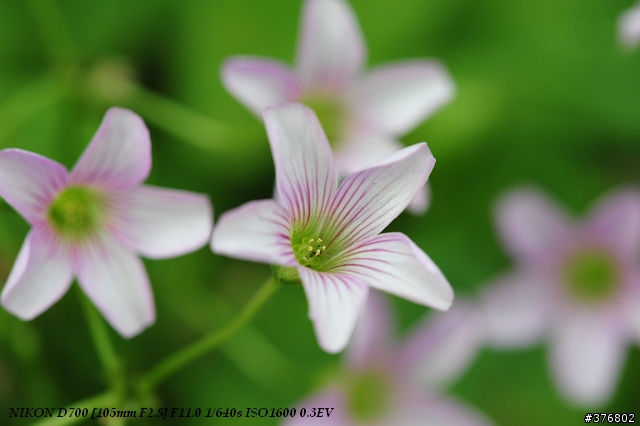 [分享]Nikon AF-S VR Micro Nikkor 105mm f/2.8G 開箱