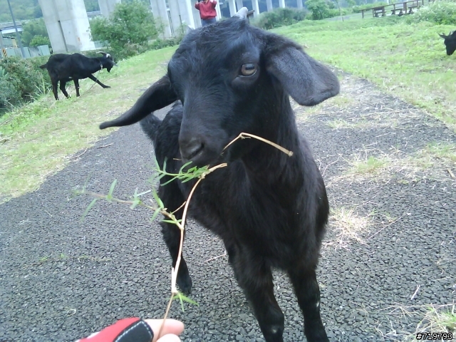 新竹縣竹東美麗河濱公園有山羊!!!!(有圖)