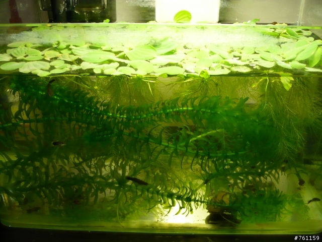 我的水族世界