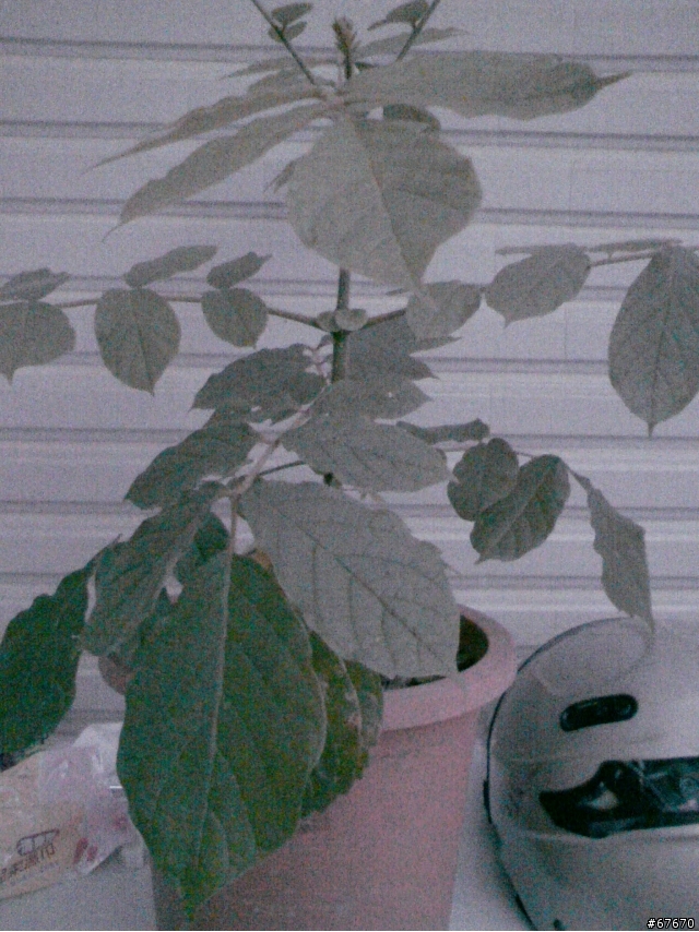 植物種類請教