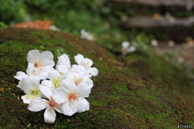 [分享]土城油桐花