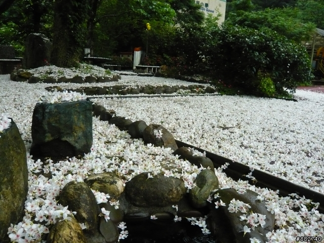 汐碇路+永碇國小賞銅花