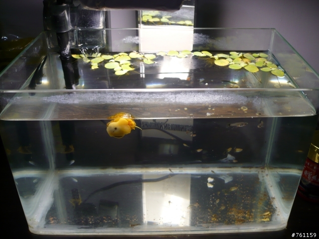 我的水族世界