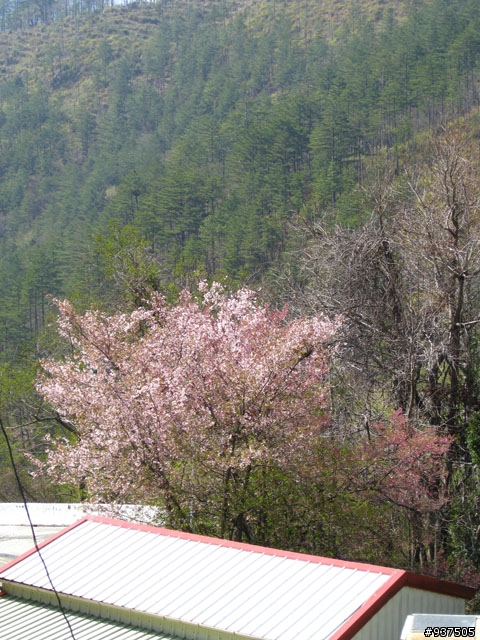 羅東→四季→梨山→大禹嶺→關原→太魯閣→新城→羅東