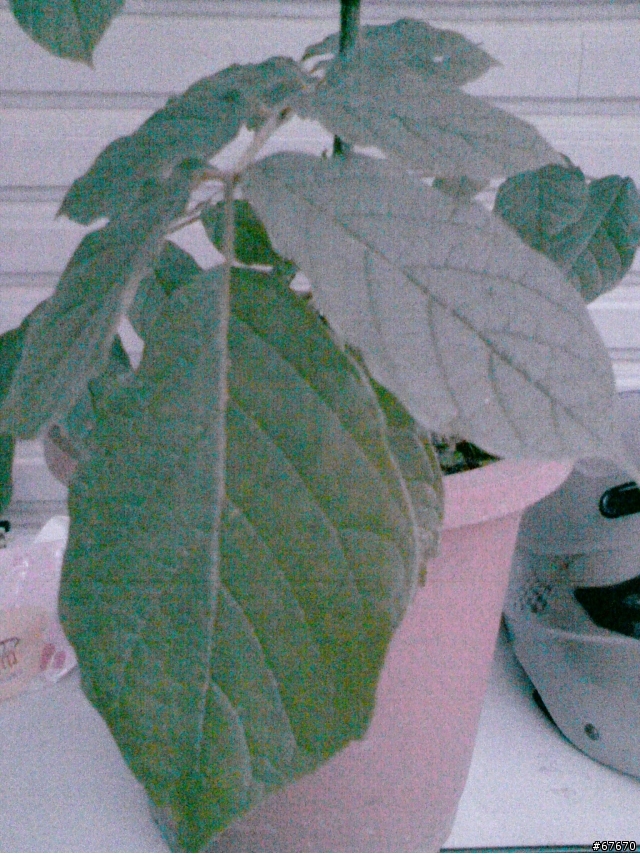 植物種類請教