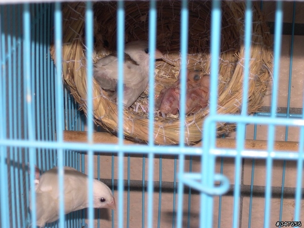 『送養』白十姐妹