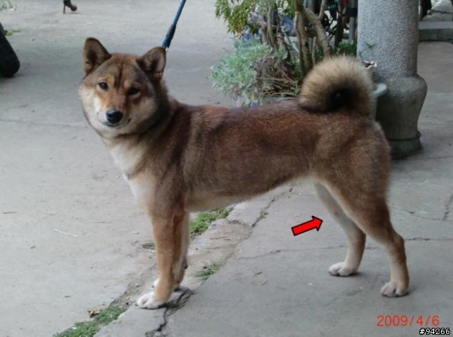 [求助]懇請嘉義的網友協尋柴犬