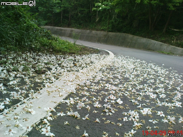 [約騎：相片分享]4/19(日)桐花祭親子單車逍遙遊
