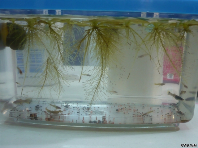 我的水族世界