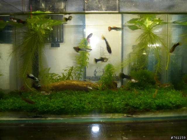 我的水族世界