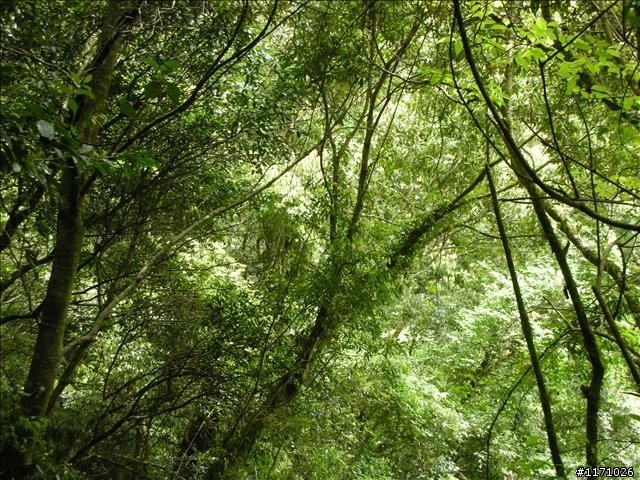 福巴越嶺V .S 巴福越嶺